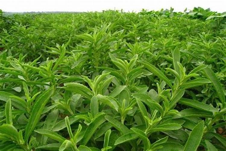 甜叶菊滴什么肥料增加叶子厚度