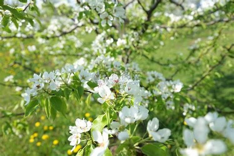 河南丰四方化肥科技有限公司有几个品牌肥