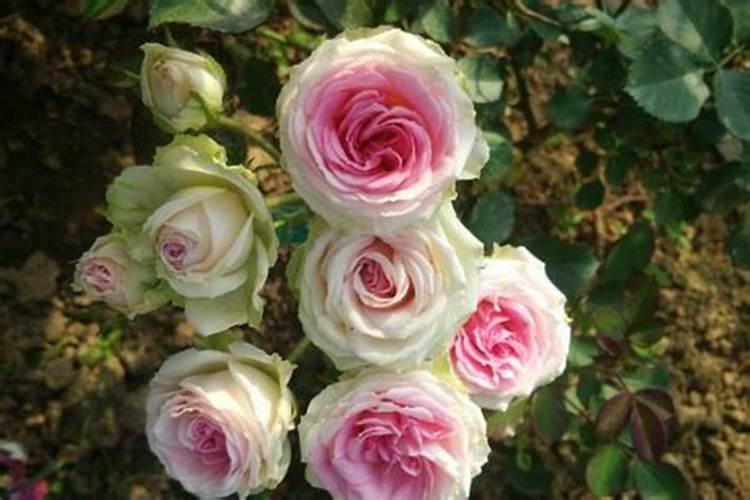 月季花怎么施肥？