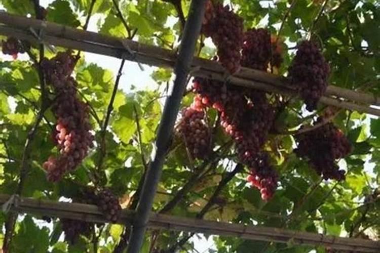 施用控释肥应注意什么