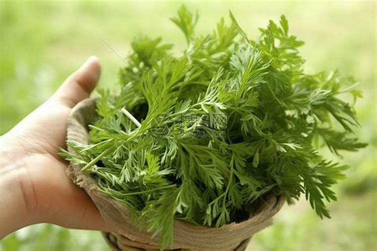 艾草种子种植方法