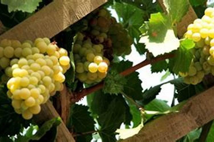 葡萄上色时用什么肥料上色快