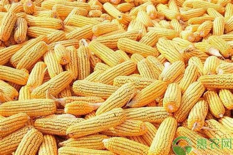 玉米什么时候施肥