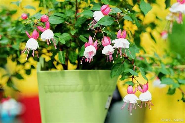 倒挂金钟掉花苞怎么办