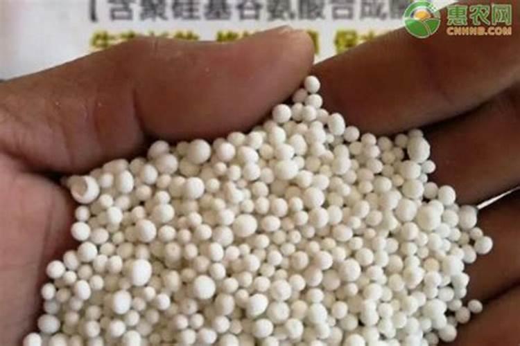 橄榄花的养殖方法