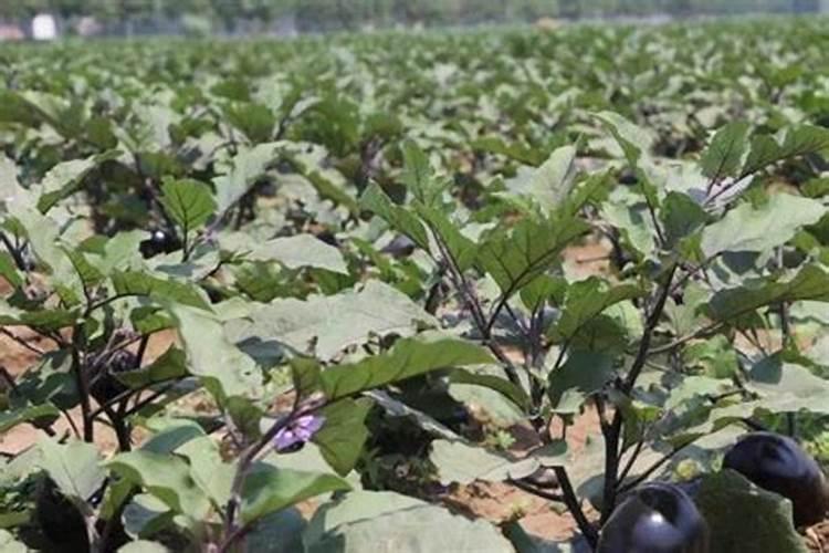 茄子适合哪些肥料？种植户注意了