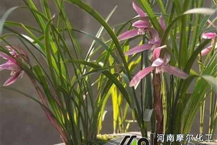 兰花喷什么叶面肥最好(兰花叶面肥喷施注意事项)