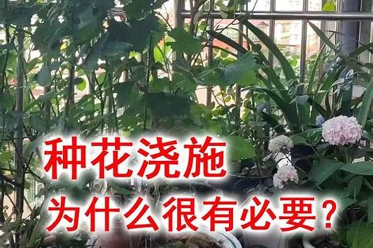 颗粒硼肥料推荐正品