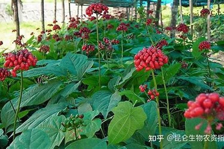 中药材西洋参适合施什么肥料？中药材西洋参增产叶面肥？