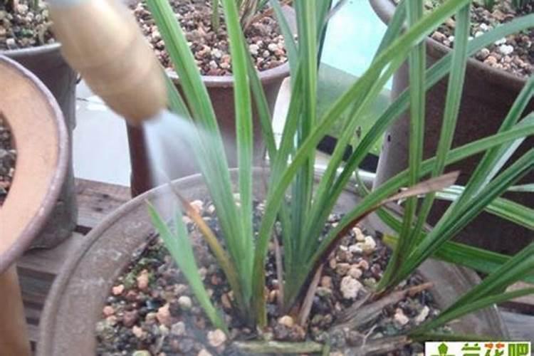 兰花可以施肥复合肥吗