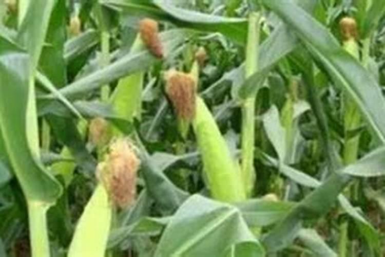 俄乌战争改变世界农产品供应格局