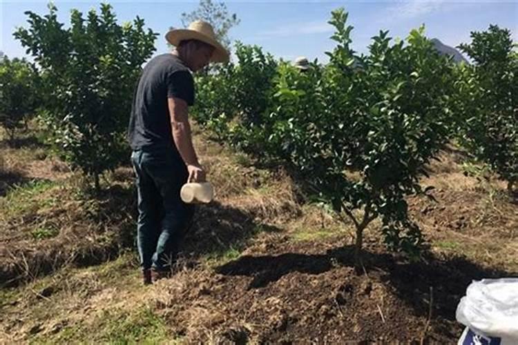 挂果沃柑进入11月份除喷施叶面肥外土壤中施什么肥好
