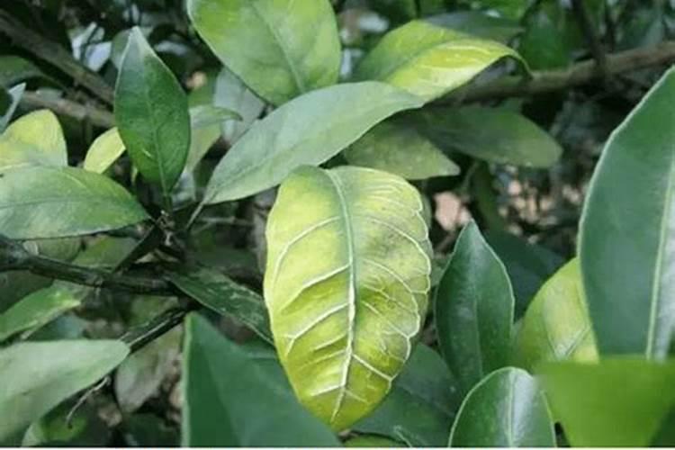 水培植物用什么肥料最有效果