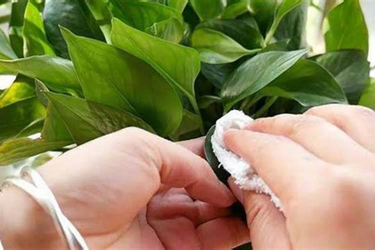 买肥或者不用肥,水培绿萝如何施肥才能不犯错？