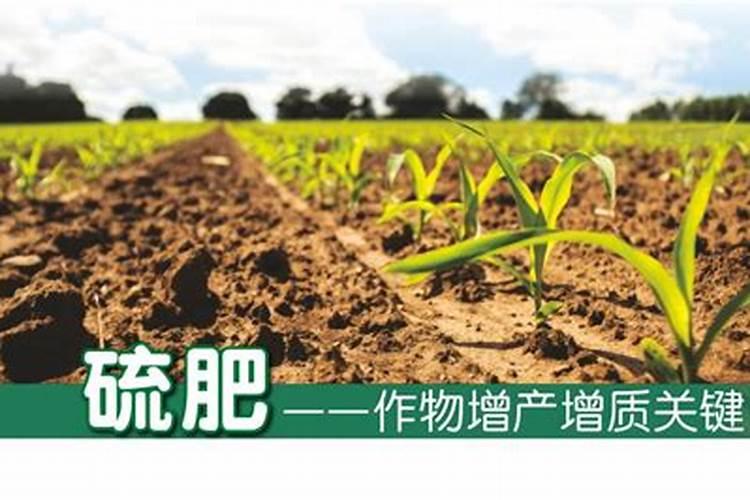 硫元素对植物的作用