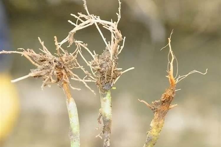 植物根系不发达缺什么肥呢？