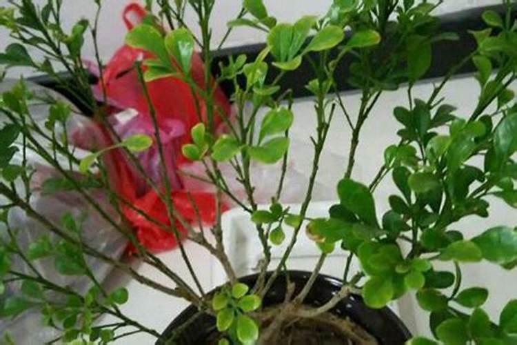 米兰施什么肥最好