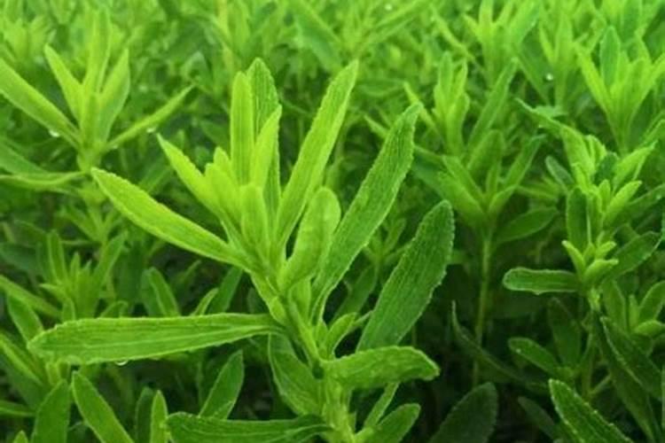 甜叶菊的种植方法