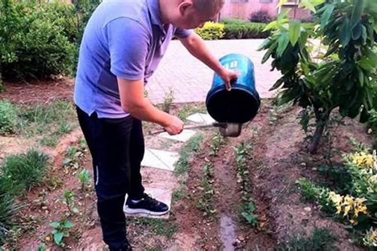 煮熟的豆子能不能做肥料用来种菜