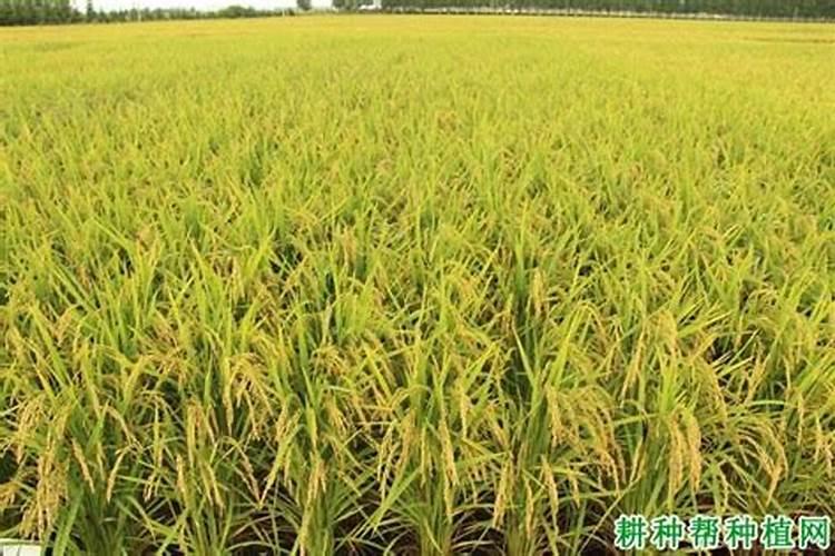 钾肥几天见效,正确的使用方法