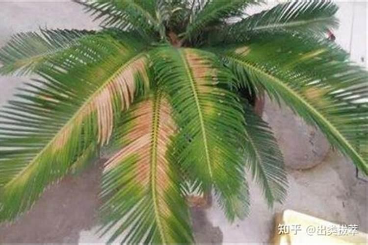 铁树叶子发黄施什么肥料