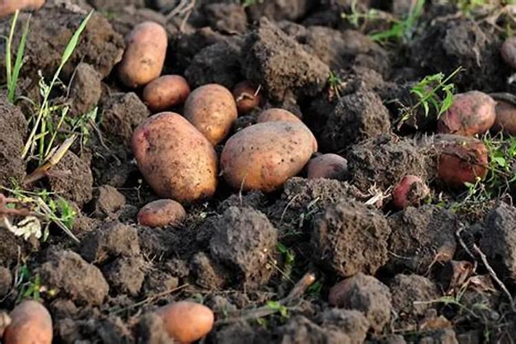 红薯种植根茎块膨大肥料哪种好？红薯膨果期用什么肥料？