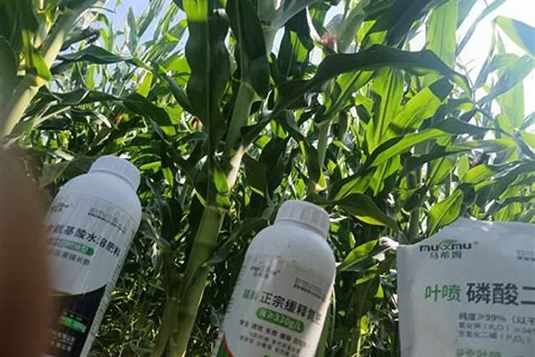 红豆杉怎么过冬天