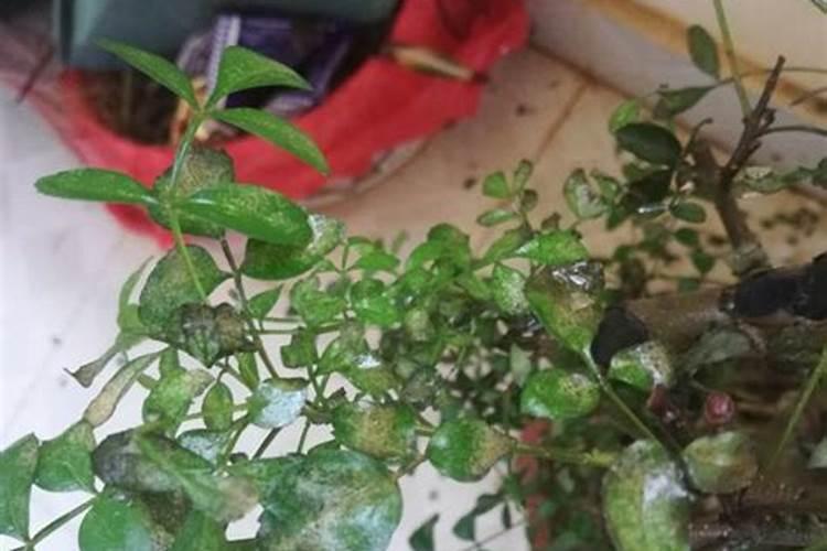对节白蜡叶子发蔫原因及补救方法