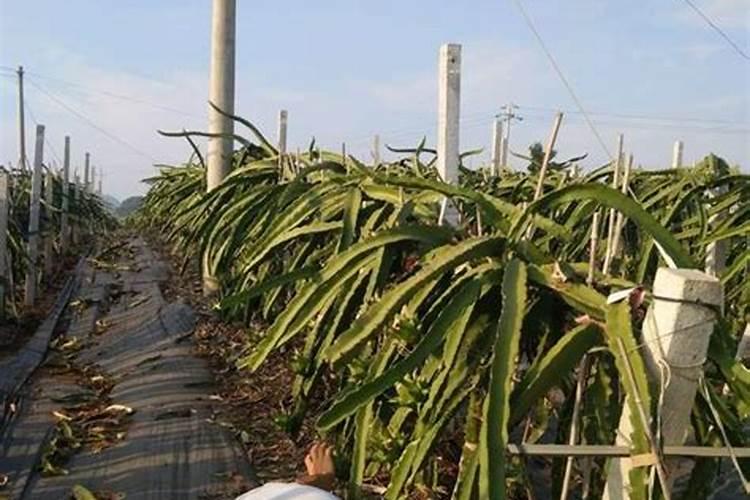 尿素浇菜最佳方法