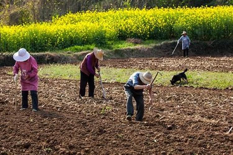 一亩地小麦要多少化肥合适
