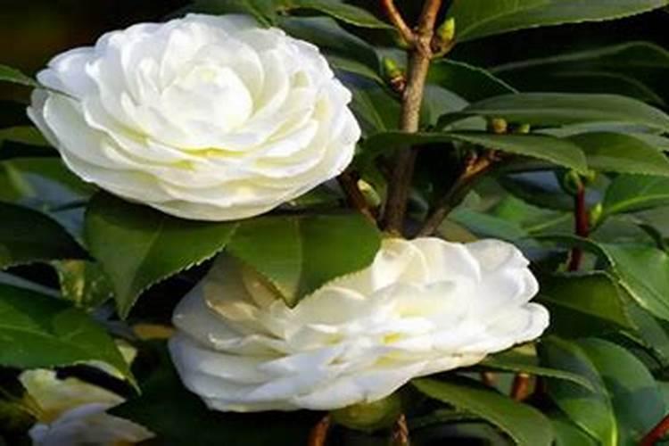 刚买的茶花,要怎么养殖？？？