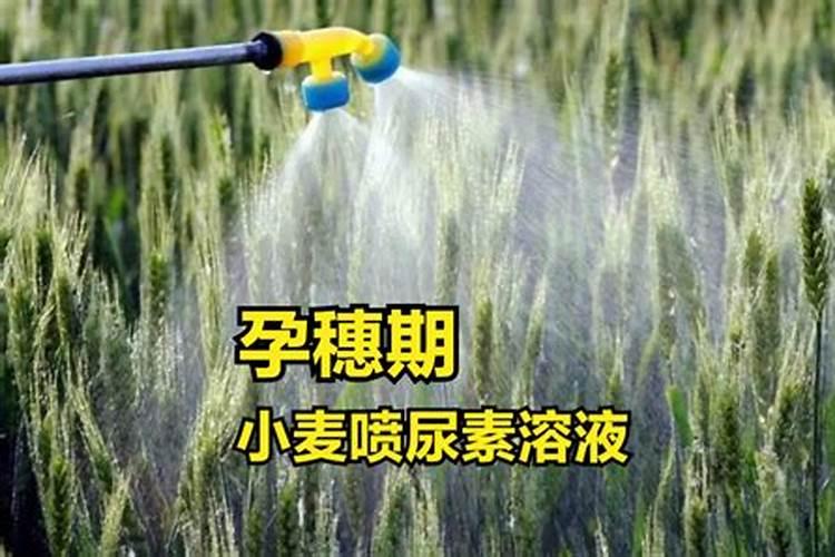 如果用尿素做叶肥的话,兑水的比例大概是多少？