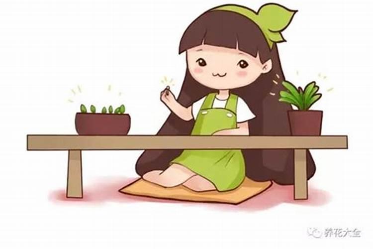 君子兰用什么肥料好？