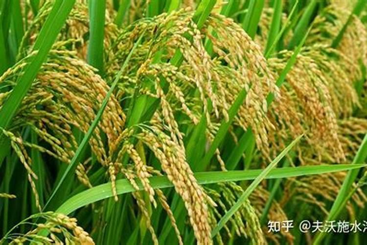 水稻种植用什么肥料