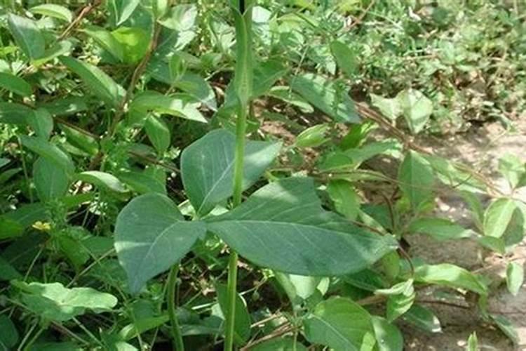 ﻿药用植物叶面追肥技巧