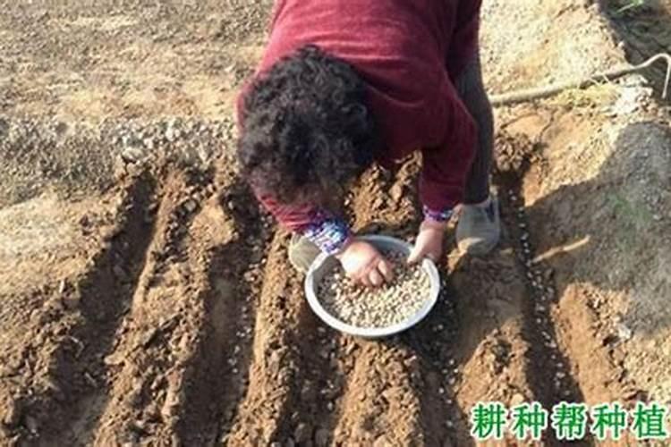 矿源黄腐酸钾的正确使用方法