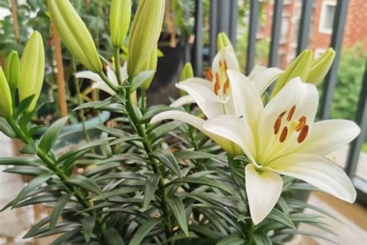 释迦果苗长的慢