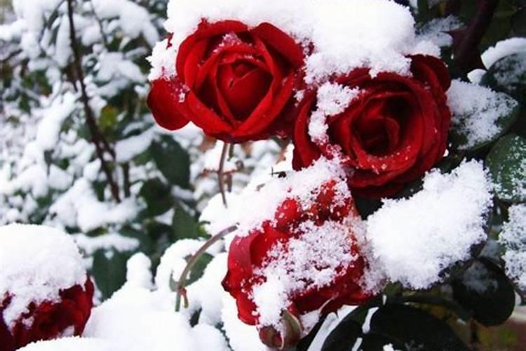 nba所有球员的名字