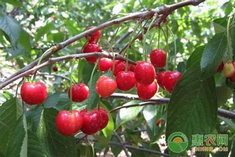 艾可的英文名是什么