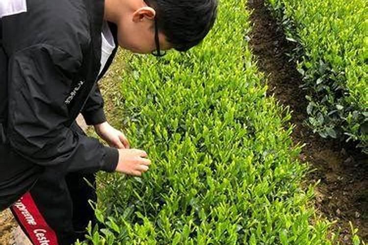 7月份油茶施什么肥最好