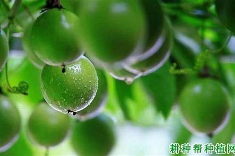 百香果施什么肥好