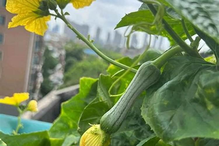 丝瓜浇水技巧施肥