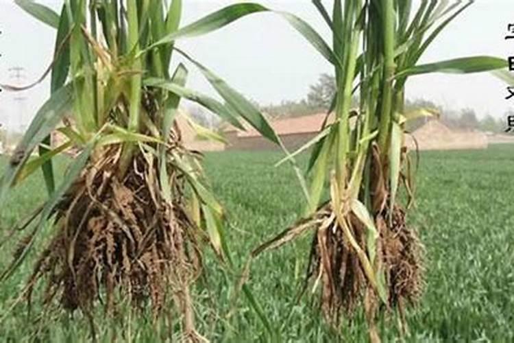 10ml芸苔素拌多少麦种