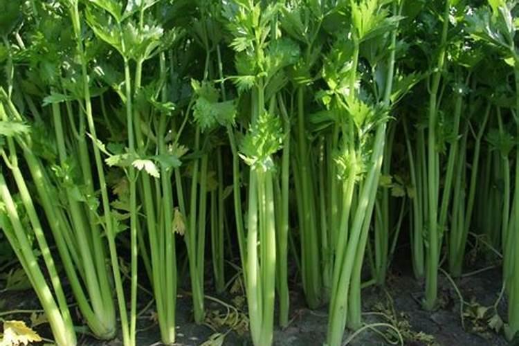 芹菜间苗后冲什么肥料