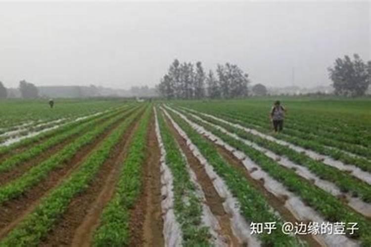 氯化钾在土壤中多久失效