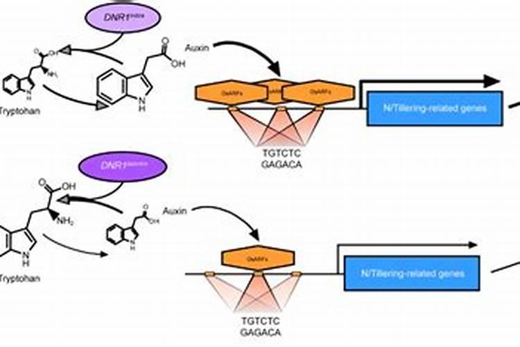 罗汉果黄叶枯萎用什么农药