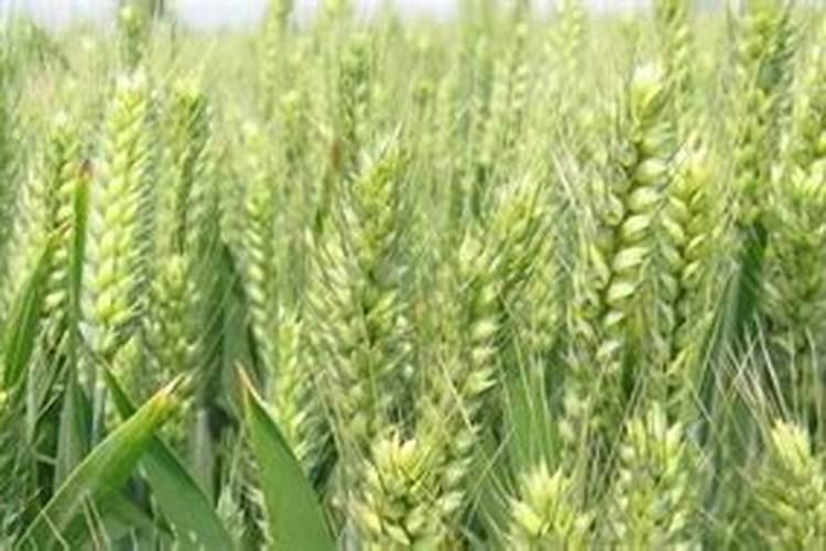 小麦底肥需要硼肥吗