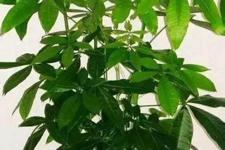 葡萄苗的浇水施肥方法(中)