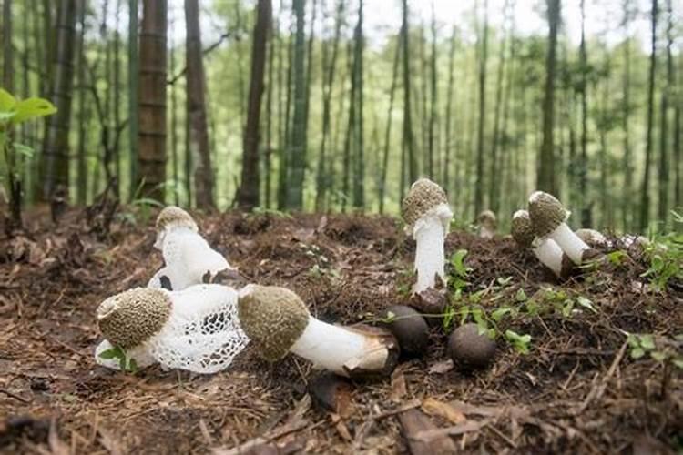 石榴结果后到了乒乓球大就发黑掉了是什么原因？