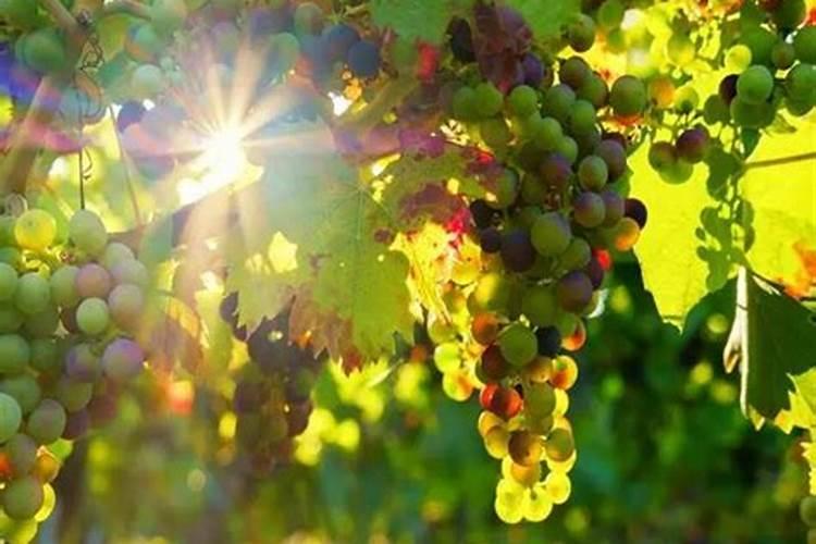 过山蕨的功效与作用